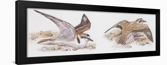 Zoology: Birds, Kentish Plover-null-Framed Giclee Print