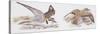 Zoology: Birds, Kentish Plover-null-Stretched Canvas
