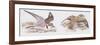 Zoology: Birds, Kentish Plover-null-Framed Giclee Print