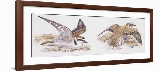 Zoology: Birds, Kentish Plover-null-Framed Premium Giclee Print