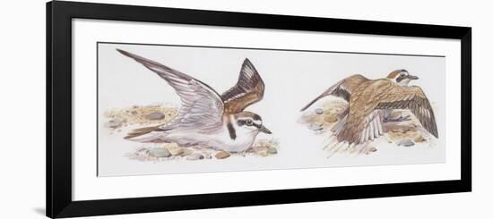 Zoology: Birds, Kentish Plover-null-Framed Premium Giclee Print