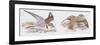 Zoology: Birds, Kentish Plover-null-Framed Premium Giclee Print