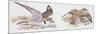 Zoology: Birds, Kentish Plover-null-Mounted Premium Giclee Print