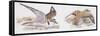 Zoology: Birds, Kentish Plover-null-Framed Stretched Canvas