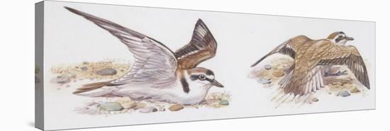 Zoology: Birds, Kentish Plover-null-Stretched Canvas