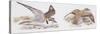 Zoology: Birds, Kentish Plover-null-Stretched Canvas