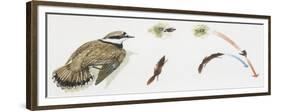 Zoology: Birds, Little Ringed Plover (Charadrius Dubius)-null-Framed Giclee Print