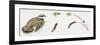 Zoology: Birds, Little Ringed Plover (Charadrius Dubius)-null-Framed Giclee Print