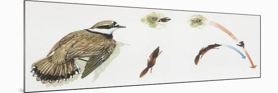 Zoology: Birds, Little Ringed Plover (Charadrius Dubius)-null-Mounted Giclee Print