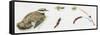 Zoology: Birds, Little Ringed Plover (Charadrius Dubius)-null-Framed Stretched Canvas
