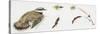 Zoology: Birds, Little Ringed Plover (Charadrius Dubius)-null-Stretched Canvas