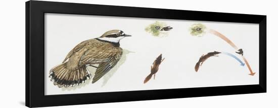 Zoology: Birds, Little Ringed Plover (Charadrius Dubius)-null-Framed Giclee Print