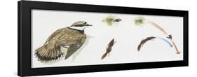 Zoology: Birds, Little Ringed Plover (Charadrius Dubius)-null-Framed Giclee Print