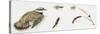 Zoology: Birds, Little Ringed Plover (Charadrius Dubius)-null-Stretched Canvas