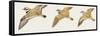 Zoology: Birds, Mallard (Anas Platyrhynchos)-null-Framed Stretched Canvas