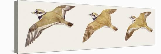 Zoology: Birds, Mallard (Anas Platyrhynchos)-null-Stretched Canvas