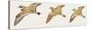 Zoology: Birds, Mallard (Anas Platyrhynchos)-null-Stretched Canvas
