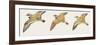 Zoology: Birds, Mallard (Anas Platyrhynchos)-null-Framed Giclee Print