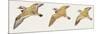 Zoology: Birds, Mallard (Anas Platyrhynchos)-null-Mounted Giclee Print