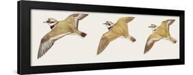 Zoology: Birds, Mallard (Anas Platyrhynchos)-null-Framed Giclee Print