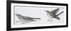 Zoology: Birds, Mistle Thrush (Turdus Viscivorus)-null-Framed Giclee Print