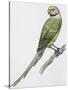 Zoology: Birds, Newton's Parakeet (Psittacula Exsul))-null-Stretched Canvas