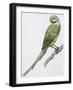 Zoology: Birds, Newton's Parakeet (Psittacula Exsul))-null-Framed Giclee Print