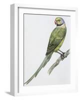 Zoology: Birds, Newton's Parakeet (Psittacula Exsul))-null-Framed Giclee Print