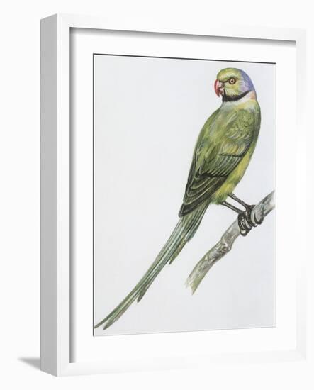 Zoology: Birds, Newton's Parakeet (Psittacula Exsul))-null-Framed Giclee Print