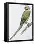 Zoology: Birds, Newton's Parakeet (Psittacula Exsul))-null-Framed Stretched Canvas