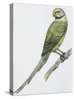 Zoology: Birds, Newton's Parakeet (Psittacula Exsul))-null-Stretched Canvas