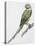 Zoology: Birds, Newton's Parakeet (Psittacula Exsul))-null-Stretched Canvas