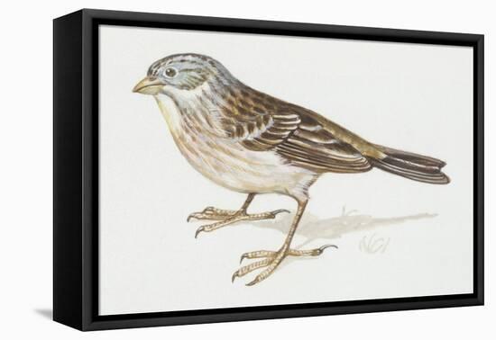 Zoology: Birds, Ortolan Bunting, (Emberiza Hortulana)-null-Framed Stretched Canvas