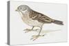 Zoology: Birds, Ortolan Bunting, (Emberiza Hortulana)-null-Stretched Canvas
