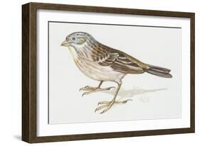 Zoology: Birds, Ortolan Bunting, (Emberiza Hortulana)-null-Framed Giclee Print