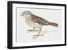 Zoology: Birds, Ortolan Bunting, (Emberiza Hortulana)-null-Framed Giclee Print