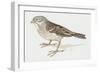 Zoology: Birds, Ortolan Bunting, (Emberiza Hortulana)-null-Framed Giclee Print