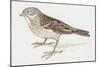 Zoology: Birds, Ortolan Bunting, (Emberiza Hortulana)-null-Mounted Giclee Print