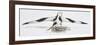 Zoology: Birds, Pied Avocet (Recurvirostra Avosetta) Protecting Eggs-null-Framed Giclee Print