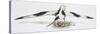 Zoology: Birds, Pied Avocet (Recurvirostra Avosetta) Protecting Eggs-null-Stretched Canvas
