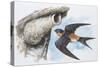 Zoology: Birds, Red-Rumped Swallow (Hirundo Daurica)-null-Stretched Canvas