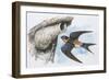 Zoology: Birds, Red-Rumped Swallow (Hirundo Daurica)-null-Framed Giclee Print