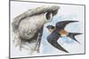 Zoology: Birds, Red-Rumped Swallow (Hirundo Daurica)-null-Mounted Giclee Print