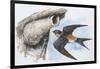 Zoology: Birds, Red-Rumped Swallow (Hirundo Daurica)-null-Framed Giclee Print