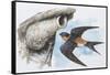 Zoology: Birds, Red-Rumped Swallow (Hirundo Daurica)-null-Framed Stretched Canvas