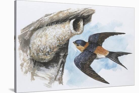 Zoology: Birds, Red-Rumped Swallow (Hirundo Daurica)-null-Stretched Canvas
