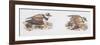 Zoology: Birds, Ringed Plover (Charadrius Hiaticula)-null-Framed Giclee Print