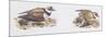 Zoology: Birds, Ringed Plover (Charadrius Hiaticula)-null-Mounted Giclee Print