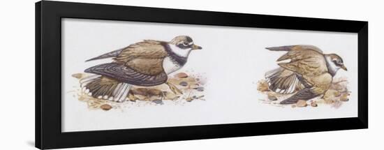 Zoology: Birds, Ringed Plover (Charadrius Hiaticula)-null-Framed Giclee Print