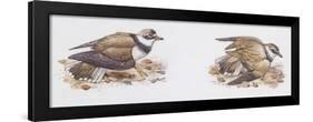 Zoology: Birds, Ringed Plover (Charadrius Hiaticula)-null-Framed Giclee Print